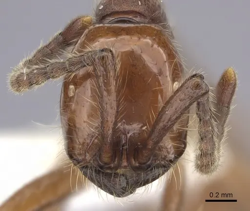 Neivamyrmex impudens specimen