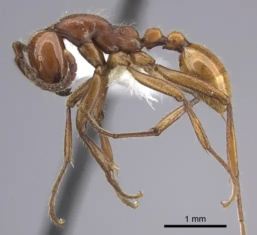 Neivamyrmex impudens specimen