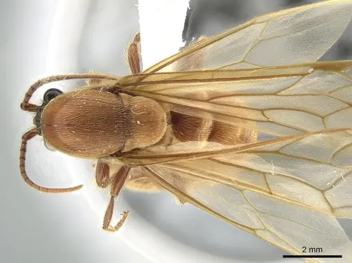 Neivamyrmex impudens - CASENT0650183