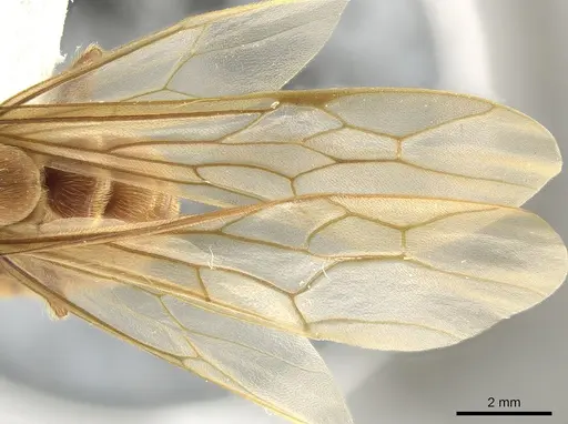 Neivamyrmex impudens - CASENT0650183