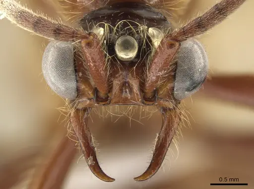 Neivamyrmex impudens - CASENT0650183