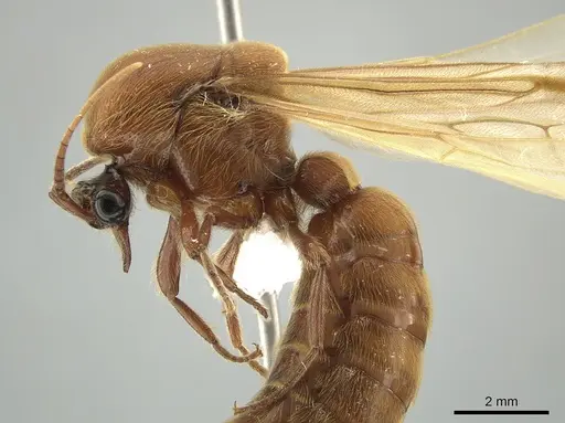 Neivamyrmex impudens - CASENT0650183