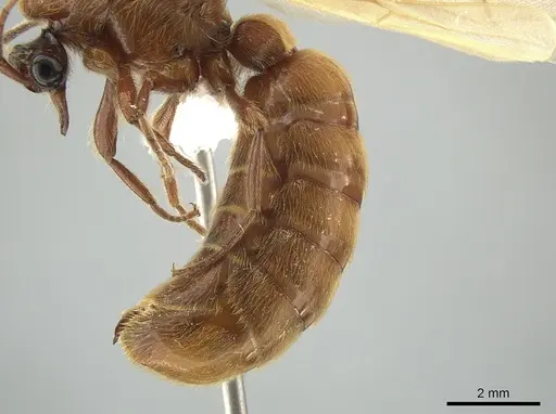 Neivamyrmex impudens - CASENT0650183