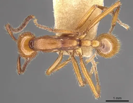 Neivamyrmex impudens - CASENT0911153