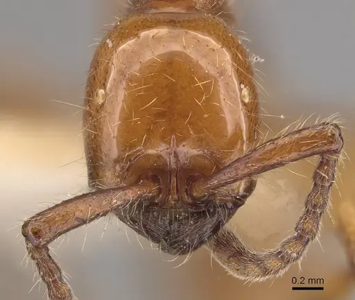 Neivamyrmex impudens - CASENT0911153