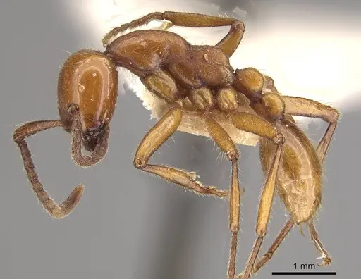 Neivamyrmex impudens - CASENT0911153