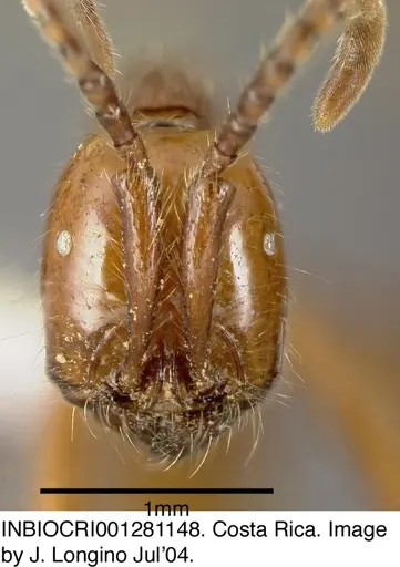 Neivamyrmex impudens - INBIOCRI001281148