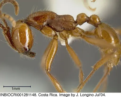 Neivamyrmex impudens - INBIOCRI001281148