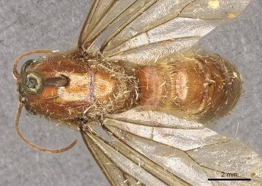 Neivamyrmex jerrmanni specimen