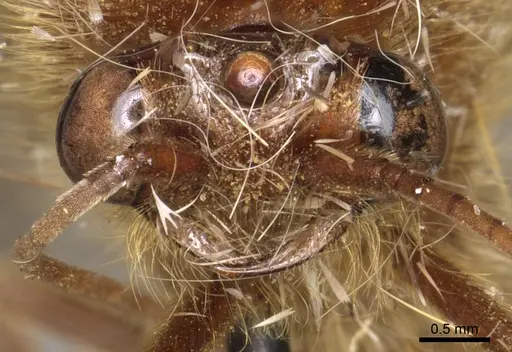 Neivamyrmex jerrmanni specimen