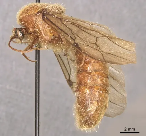 Neivamyrmex jerrmanni specimen
