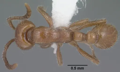 Neivamyrmex kiowapache specimen