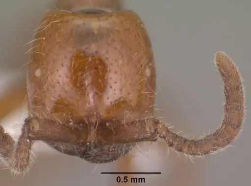 Neivamyrmex kiowapache specimen