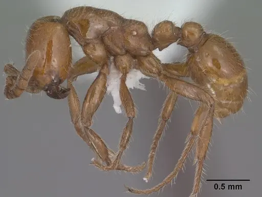 Neivamyrmex kiowapache specimen