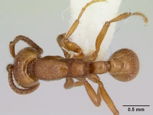 Neivamyrmex kiowapache - CASENT0103462