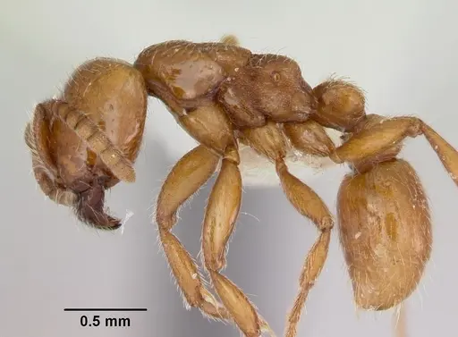 Neivamyrmex kiowapache - CASENT0103462