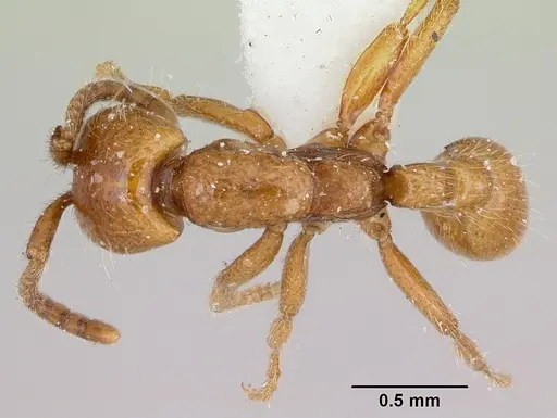 Neivamyrmex kiowapache - CASENT0103463