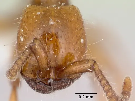 Neivamyrmex kiowapache - CASENT0103463