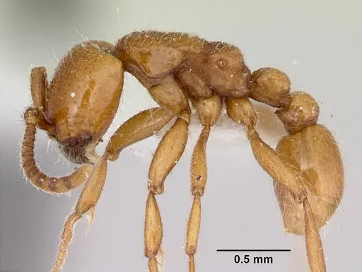 Neivamyrmex kiowapache - CASENT0103463