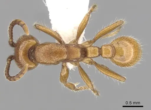 Neivamyrmex kiowapache - CASENT0249476