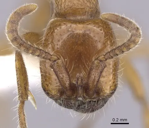 Neivamyrmex kiowapache - CASENT0249476