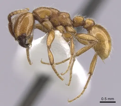 Neivamyrmex kiowapache - CASENT0249476