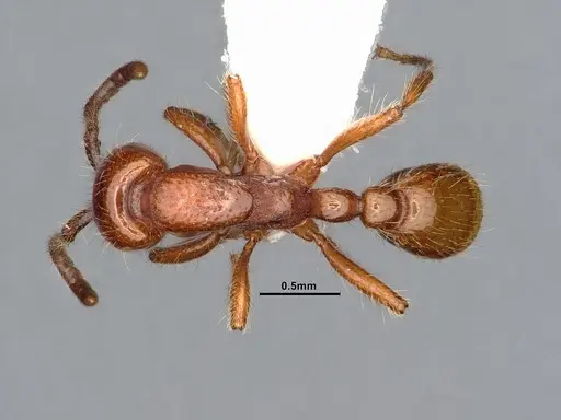 Neivamyrmex kiowapache - CASENT4031332