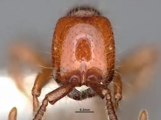 Neivamyrmex kiowapache - CASENT4031332