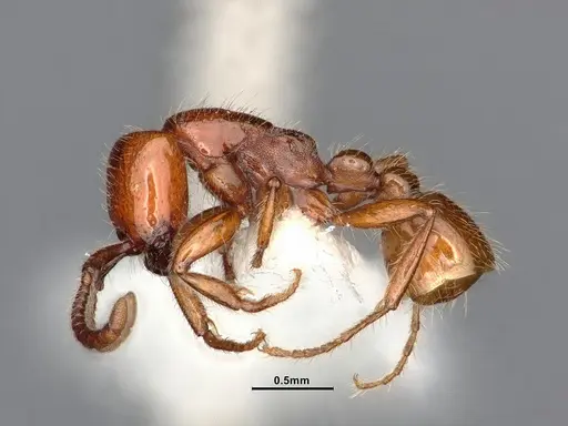 Neivamyrmex kiowapache - CASENT4031332