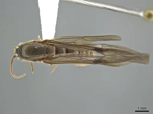 Neivamyrmex klugii specimen