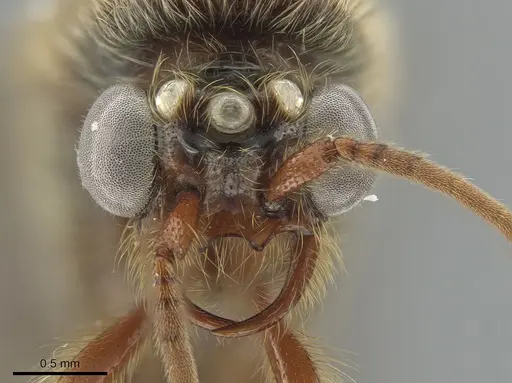 Neivamyrmex klugii specimen