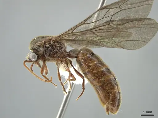 Neivamyrmex klugii specimen