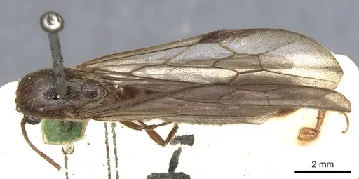 Neivamyrmex klugii - CASENT0903745