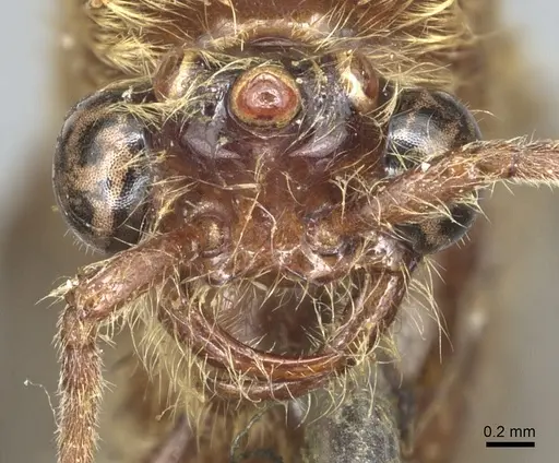 Neivamyrmex klugii - CASENT0903745