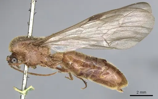 Neivamyrmex klugii - CASENT0903745