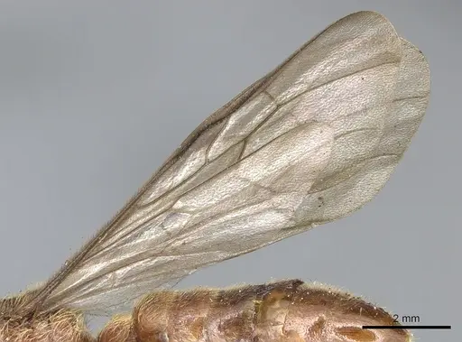 Neivamyrmex klugii - CASENT0903745