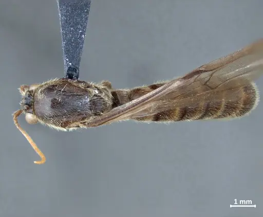 Neivamyrmex klugii - DZUP549829