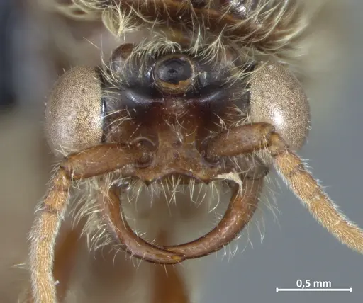 Neivamyrmex klugii - DZUP549829