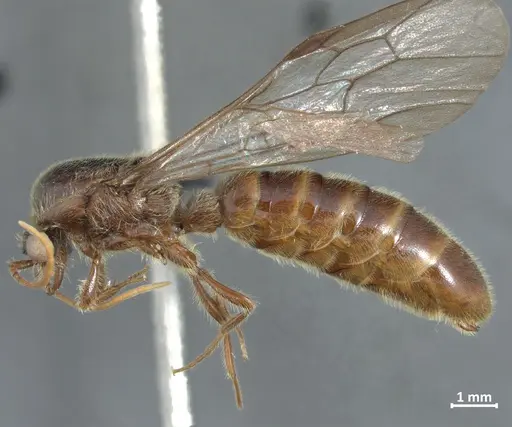 Neivamyrmex klugii - DZUP549829