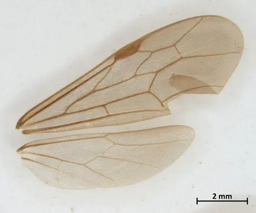 Neivamyrmex klugii - DZUP549829