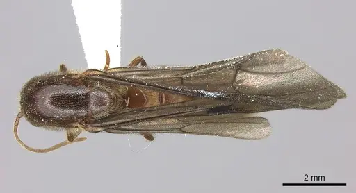 Neivamyrmex klugii - INBIOCRI001275311