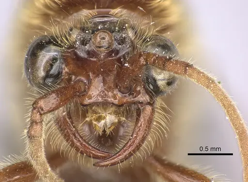 Neivamyrmex klugii - INBIOCRI001275311