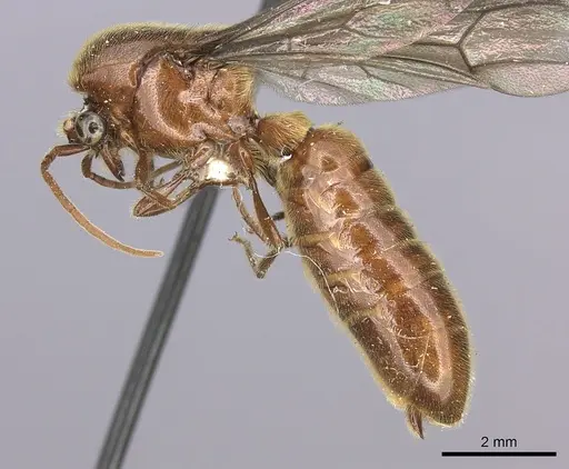 Neivamyrmex klugii - INBIOCRI001275311