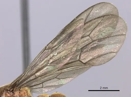 Neivamyrmex klugii - INBIOCRI001275311