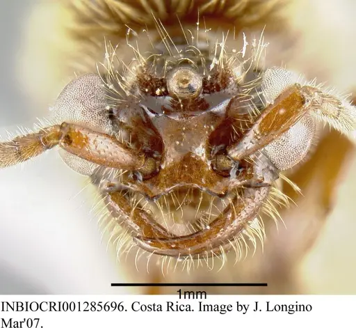 Neivamyrmex klugii - INBIOCRI001285696