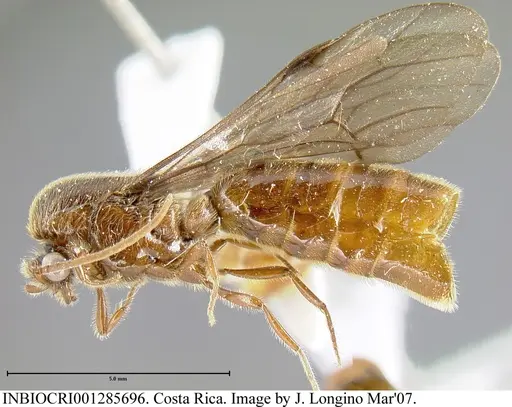 Neivamyrmex klugii - INBIOCRI001285696