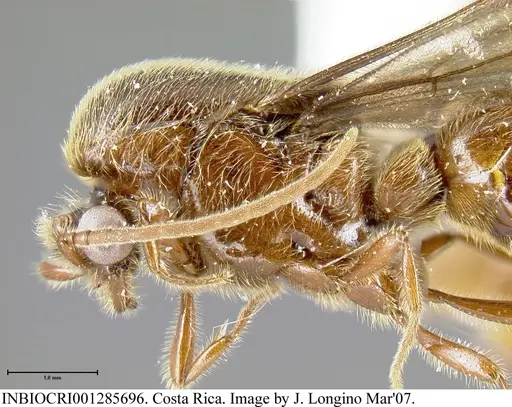 Neivamyrmex klugii - INBIOCRI001285696