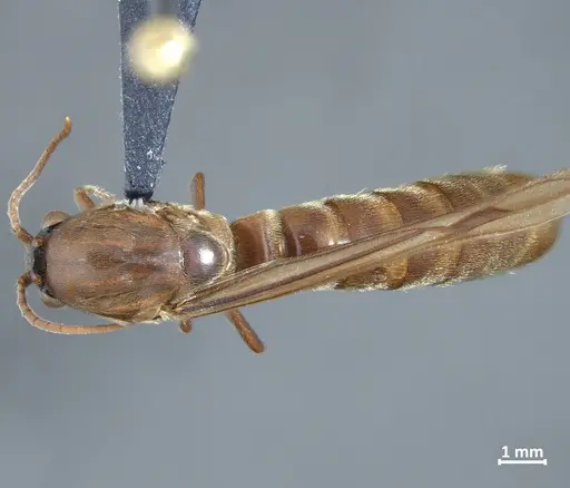 Neivamyrmex latiscapus specimen