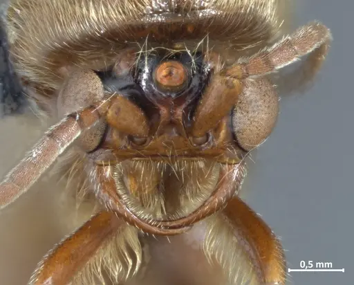 Neivamyrmex latiscapus specimen