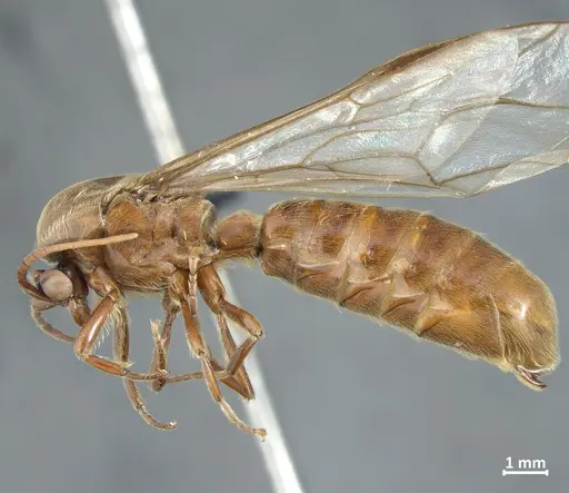 Neivamyrmex latiscapus specimen